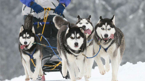 哈士奇拆家?犯傻?还撒手没?拉雪橇护村庄,我们聪明着呢